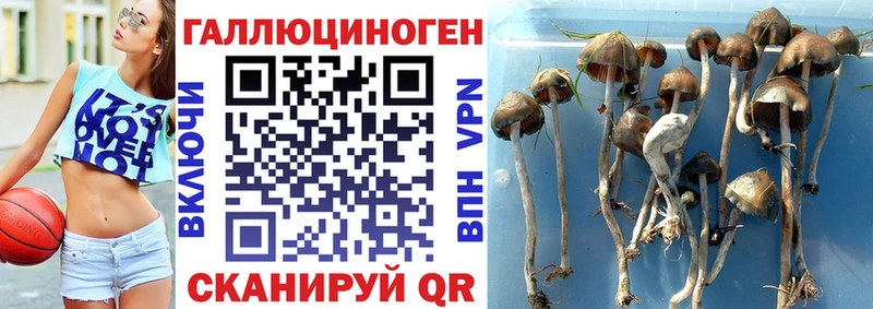 Галлюциногенные грибы мухоморы  дарнет шоп  Грязовец 